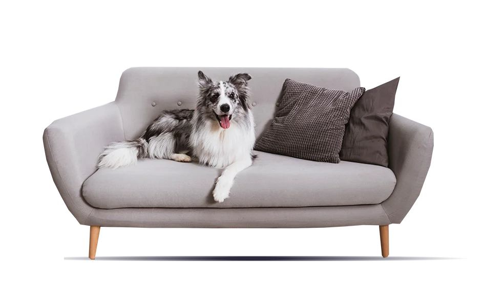Cachorro sofa